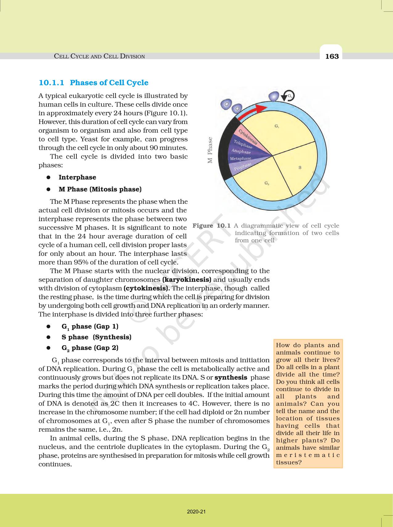 cell-cycle-and-cell-division-ncert-book-of-class-11-biology